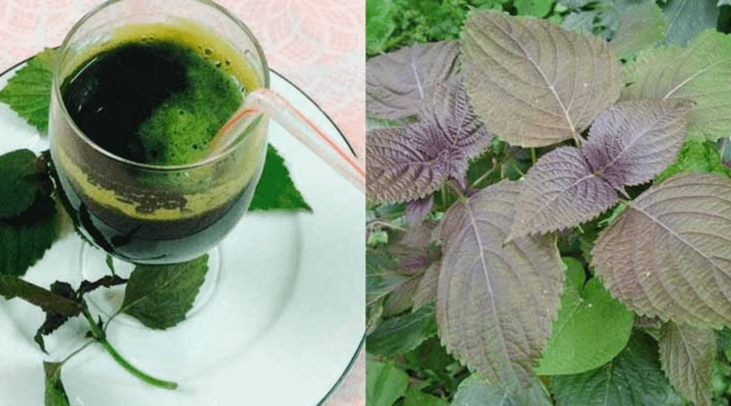 Mặt nạ lá tía tô  - Cách trị nám bằng lá tía tô dân gian